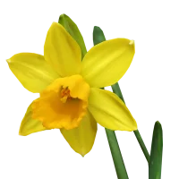 Narcis